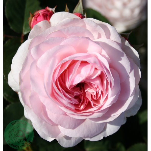 Olivia - Engelsk rose