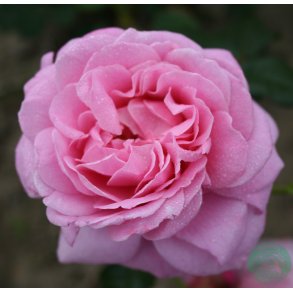 Our last summer - slyngrose - 150 - 200 cm.