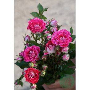 Pigen fra Fyn - bunddkke rose