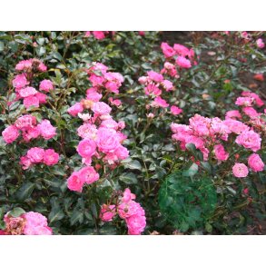 Pink Fairy - Bunddkke rose.