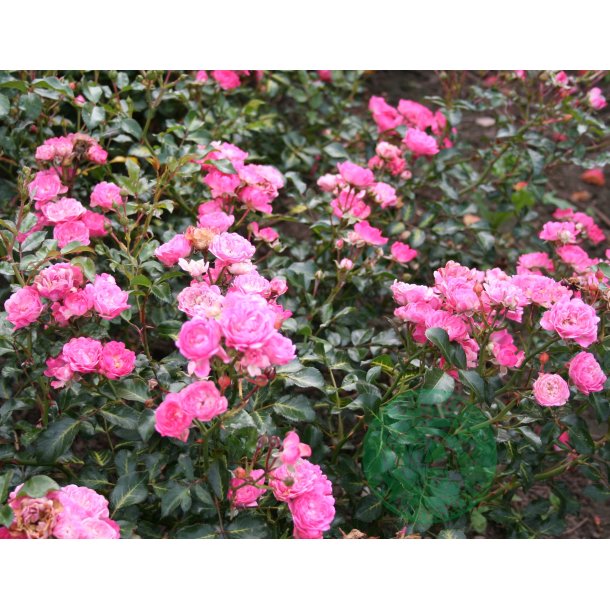 Pink Fairy - Bunddkke rose.
