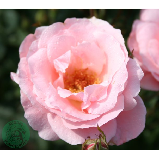Queen Elisabeth - stor blomstret rose