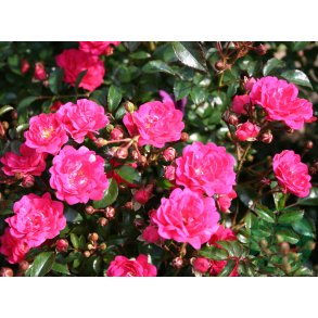 Red Fairy - bunddkke rose