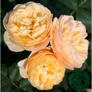 Roald Dahl - Engelsk rose.