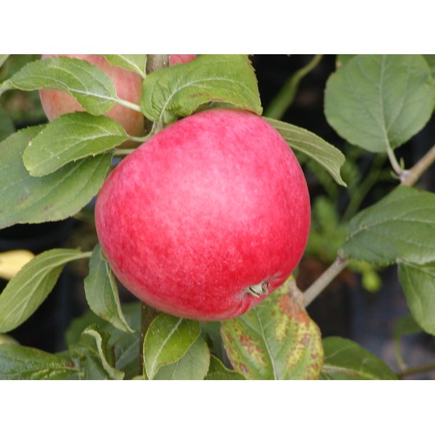 Rød Ananas Æble
