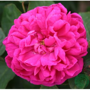 Rose de Rescht 100-120 cm.