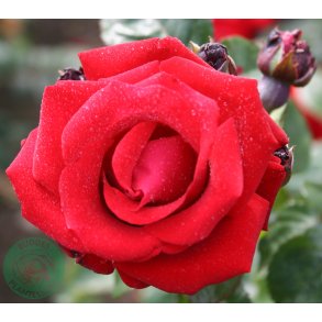 Santana - slyngrose - 200 - 300 cm