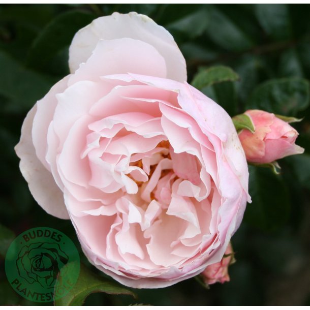 Strawberry Hill - Engelsk rose.
