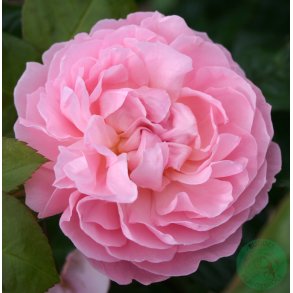 The Generous Gardener - Engelsk rose