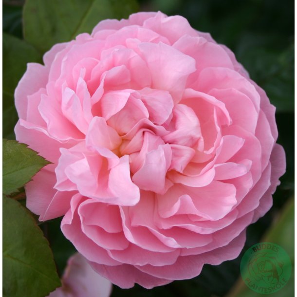 The Generous Gardener - Engelsk rose