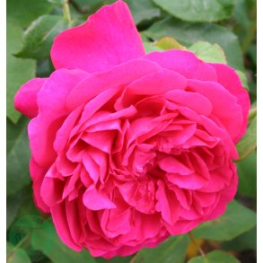 Thomas A Becket -Engelsk rose.