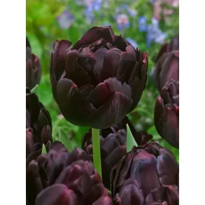 Black hero Tulipan