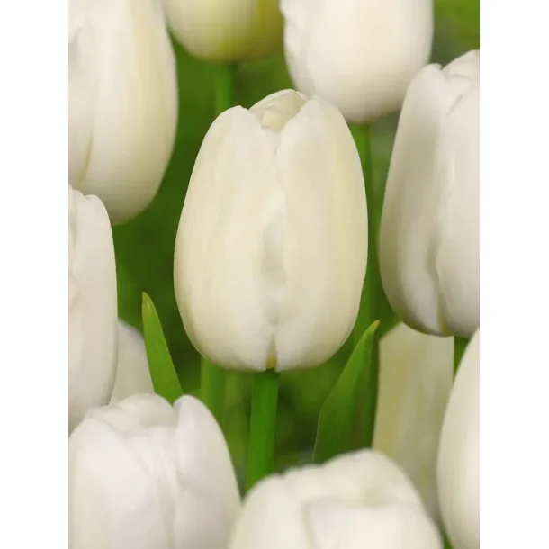 Catherina 