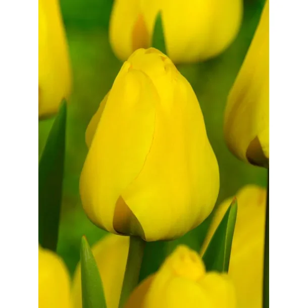 Golden Apeldoorn