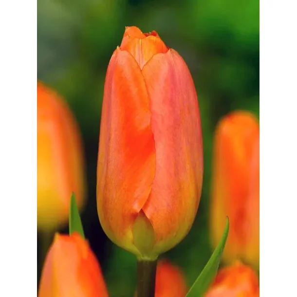 Orange Breeze