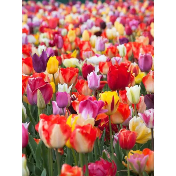 Mix Tulipaner