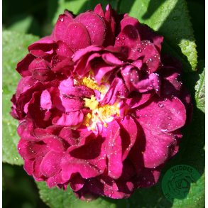 Tuscany Superb - 100-120 cm