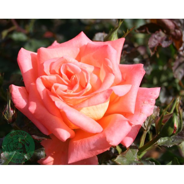 Victor Borge - stor blomstret rose.