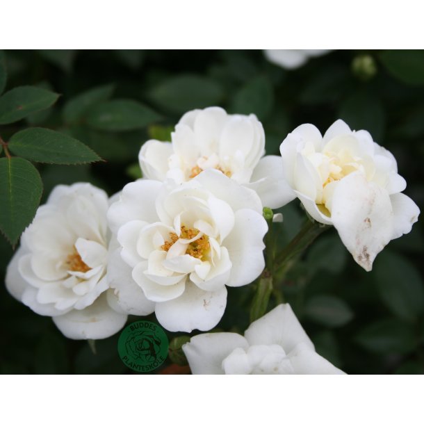 White Cover - bunddkke rose