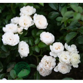 White Fairy - bunddkke rose.