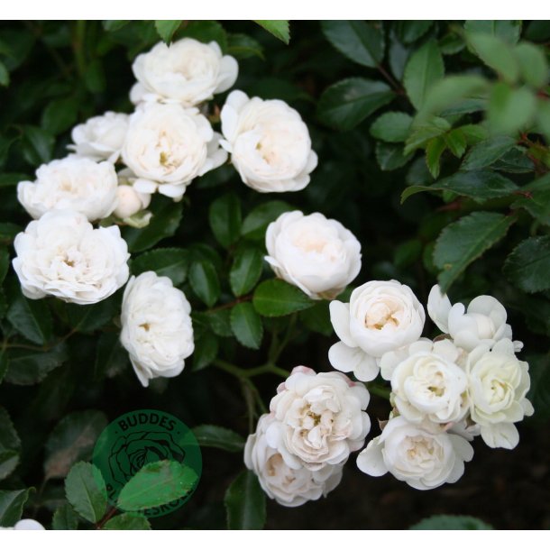 White Fairy - bunddkke rose.