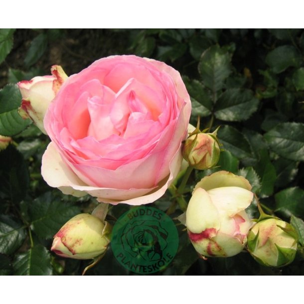 Willestrup - slyng rose - 150-200 cm.