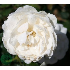 William and Catherine - Engelsk rose.