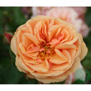 Zumba - Slyngrose - 150-200 cm.