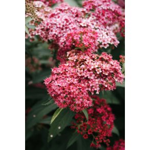 Spirea ''Anthony Waterer'' 30/50 cm.