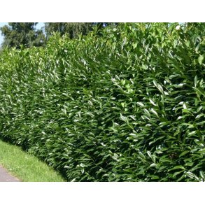 Laurb�rkirseb�r Herbergii 100-125 cm.