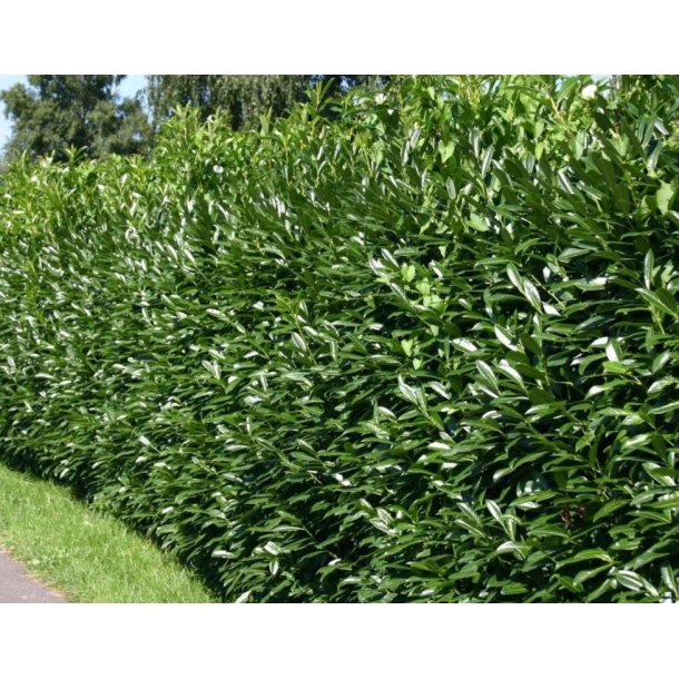 Laurb�rkirseb�r Herbergii 100-125 cm.