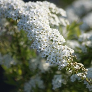Spiraea Greifsheim 50/80 cm.