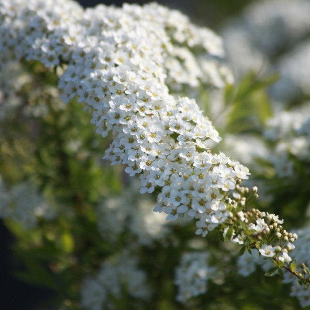 Spiraea Greifsheim 50/80 cm.