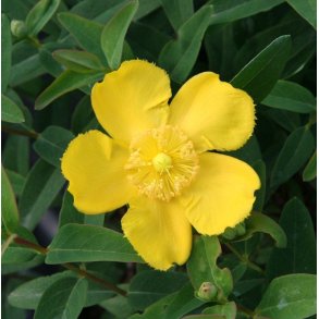 Perikon / Hypericum 