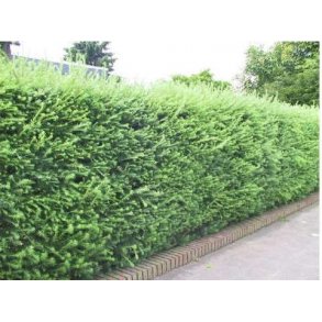 Japansk Lrk 50/80 cm