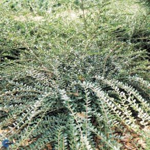 Myrte-gedeblad / Lonicera 20/30 cm