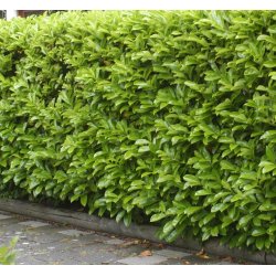 Laurb�rkirseb�r  "Novita" 150/175 cm med klump.