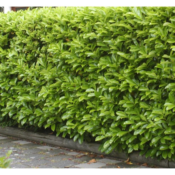 Laurb�rkirseb�r Etna 100/120 cm