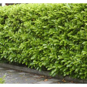 Laurb�r. Genolia/Mariblon 120/140 cm. St�rk pris.