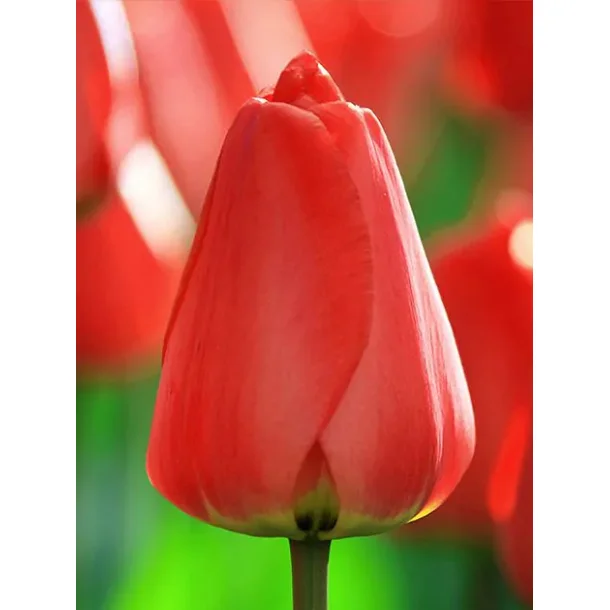 Apeldorn Tulipan