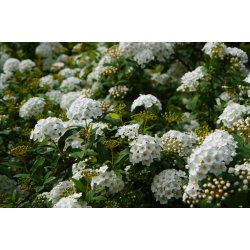 Spirea ''Grefsheim'' 30/50 cm