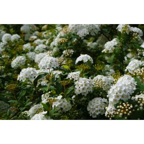 Spirea ''Grefsheim'' 30/50 cm