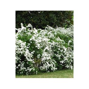 Spirea Vanhouttie 80/100 cm.