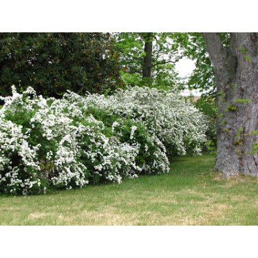 Spirea Vanhouttie 50/80 cm