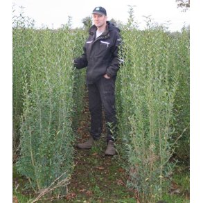 Liguster Liga Frdig hk 150/175 cm. Spar op til 37%