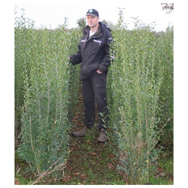 Liguster Liga Frdig hk 150/175 cm. Spar op til 37%