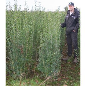 Liguster Liga Frdig hk 125/150 cm.