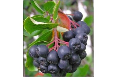 Aronia hæk
