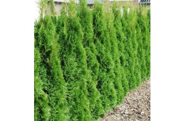 Thuja hæk