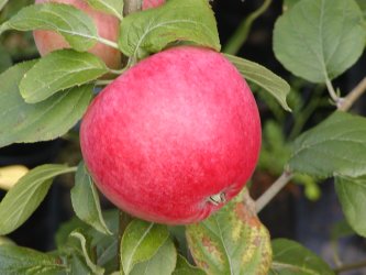 Frugttræer